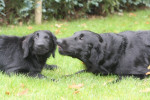 Tommy en Lexy, lebber, lebber!
